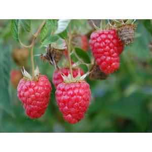 Malina červená, stálorodiaca (Rubus idaeus) ´POLKA´ - výška 30-50 cm; kont. C1.5L/C2L